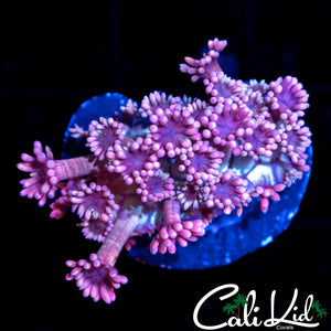 Insane Bi Color Goni Large