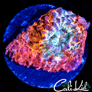 Ultra Swirl Chalice
