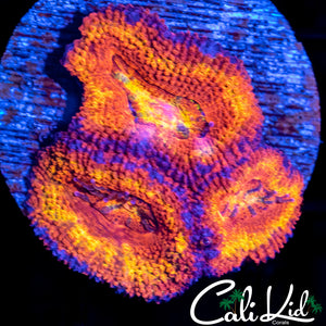 Ultra Acan Lord Triple