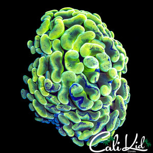 Ultimate Splatter Hammer