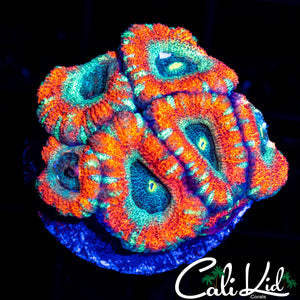 Asian Acan Mini Colony