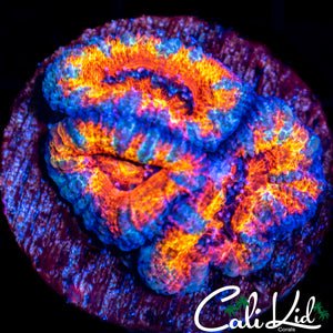 Rainbow Acan Triple