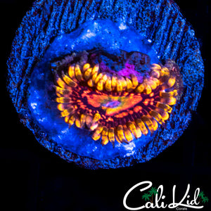 CK Krak Killer Zoa