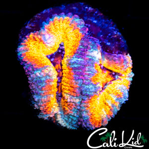 Insane Rainbow Acan Double