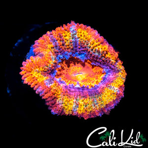 Ultimate Rainbow Acan