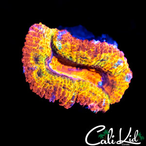 CK Grand Daddy Kush
