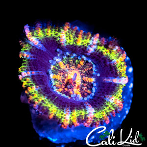 Ultra Rainbow Acan
