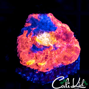 Indo Rainbow Chalice