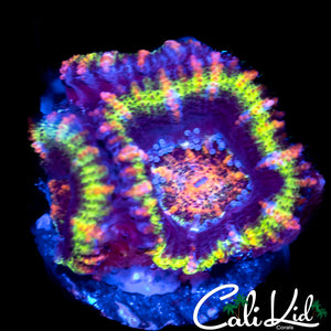 Ultra Rainbow Acan Triple