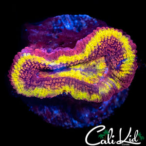 Rare Flamethrower Acan