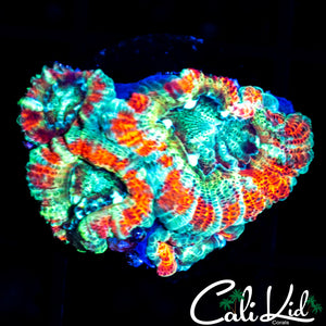 Rare Asian Acan Quad