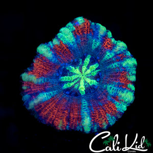Amazing Asian Acan