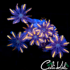 Rainbow Clove Polyps