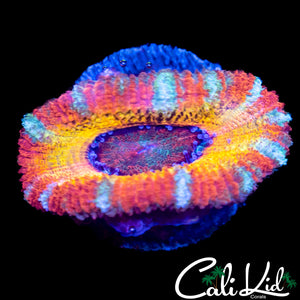 CK Pennywise Acan