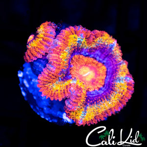 Rainbow Acan Double