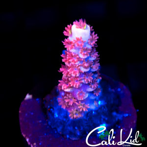 TGC Cherry Bomb