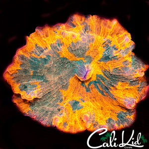 Beautiful Large Candy Crush Shroom