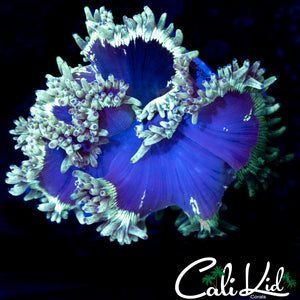 Amazing Blue Tip Elegance