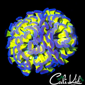 Ultra Bi Color Branching Hammer