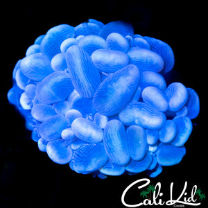 Aquacultured Bubble Coral
