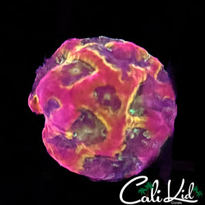 Pandemic Favia
