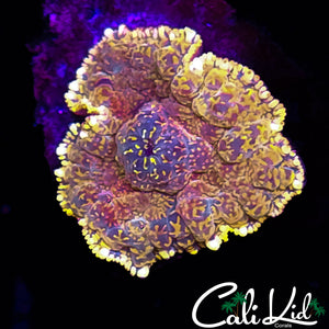 Ragin Red Rhodactis