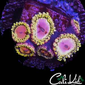 Pink Diamond Mini Colony