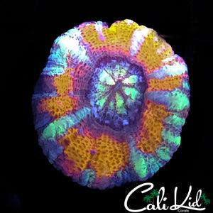 Super Asian Acan