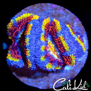 Ultimate Rainbow Acan Triple