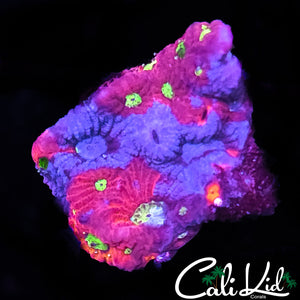 Ultra War Coral