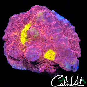 Ultra Yellow Eye Chalice