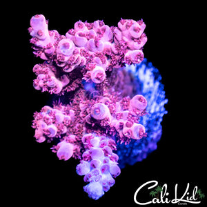 Highlighter Pink Acro