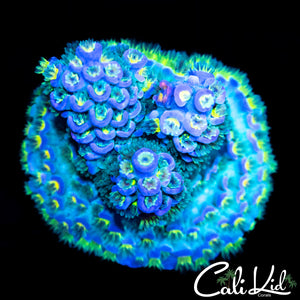 Ultimate Rainbow Tenius Chunk