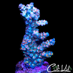 Pink Polyp Tenius