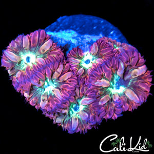 Merletti Blasto Mini Colony
