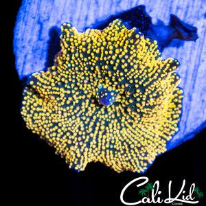 Yellow Interstallar Shroom