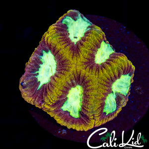 Flamethower Type Favia