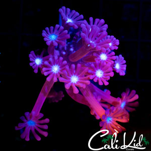 Black Orchid Goni