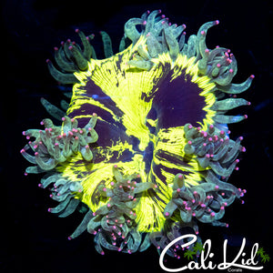 Insane Splatter Elegance