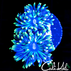 Flower Petal Duncan Double