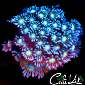 Bi Color Goni