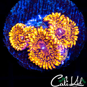 Maul Zoa Triple