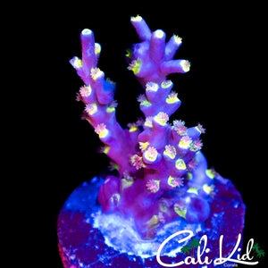 Rainbow Speciosa Frag