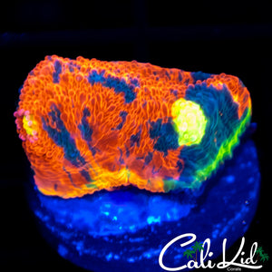 Insane Rainbow Chalice