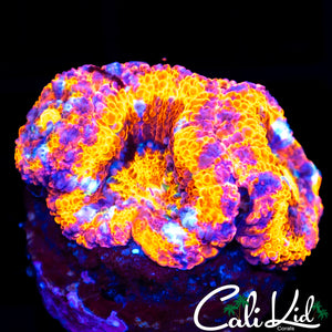 Ultimate Rainbow Acan Triple