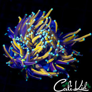 Aquacultured Indo Gold Torch