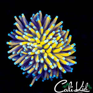 Honey Comb Torch