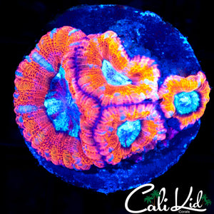 Ultra Asian Acan Quad