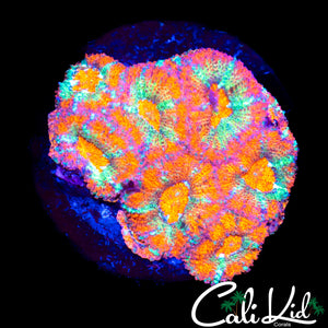 Ultra Asian Acan Mini Colony