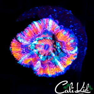 Ultra Rainbow Acan